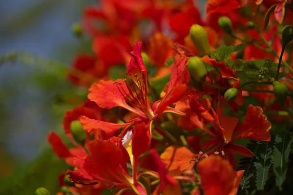 開花デロニックス領域または華やかな 自然なマクロの花の背景 — ストック写真