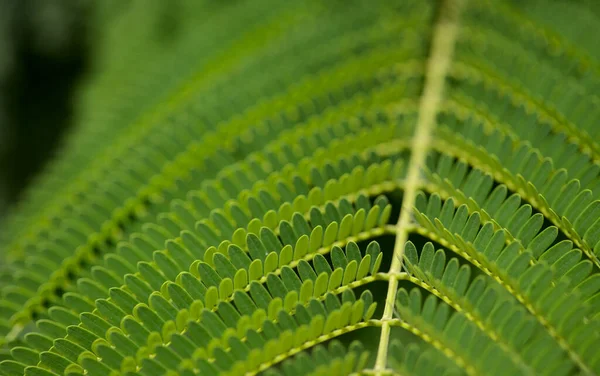 Hojas Delonix Regia Extravagante Fondo Macro Floral Natural — Foto de Stock