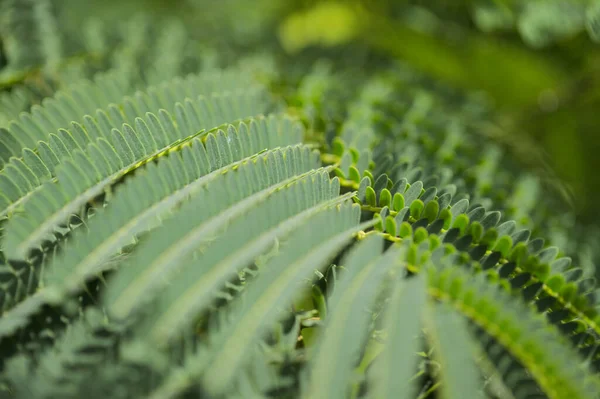 Liście Delonix Regia Lub Ekstrawaganckie Naturalne Tło Makrokwiatowe — Zdjęcie stockowe