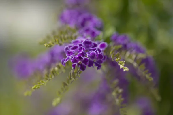 開花青Duranta Ecta Skyflower 自然マクロ花の背景 — ストック写真