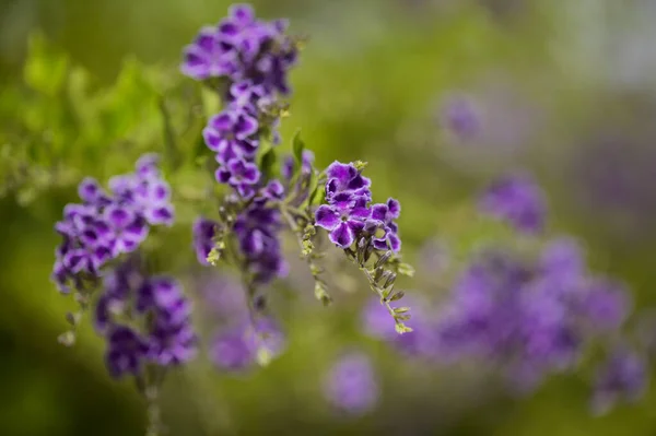 Flowering Blue Duranta Erecta Skyflower Natural Macro Floral Background — Stock Photo, Image