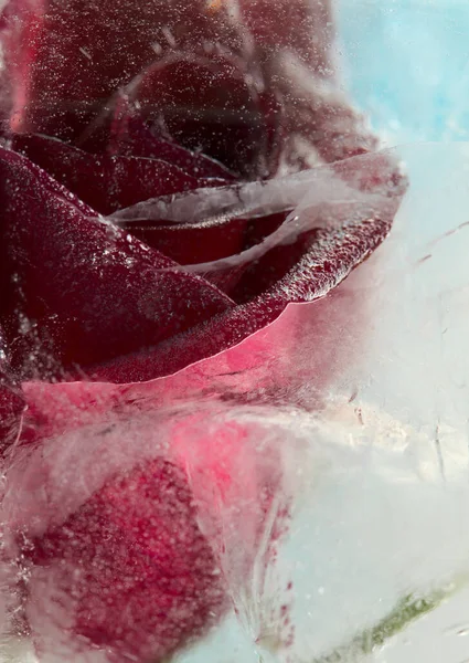 Dark Red Rose Bloem Bevroren Binnen Een Blok Ijs Luchtbel — Stockfoto