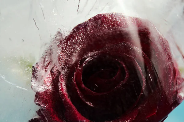 Dark Red Rose Flower Frozen Block Ice Air Bubble Texture — Stock Photo, Image