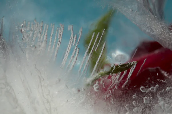 Rosa Roja Oscura Flor Congelada Dentro Bloque Hielo Textura Burbuja —  Fotos de Stock