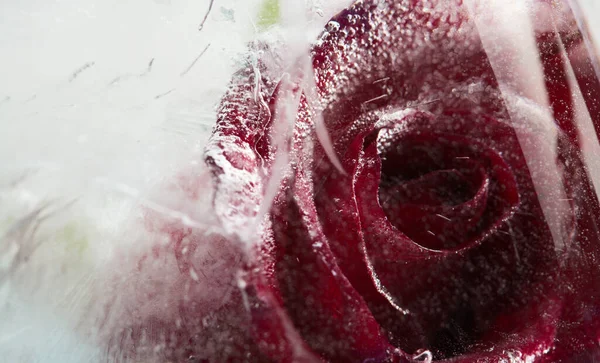 Dark Red Rose Flower Frozen Block Ice Air Bubble Texture — Stock Photo, Image