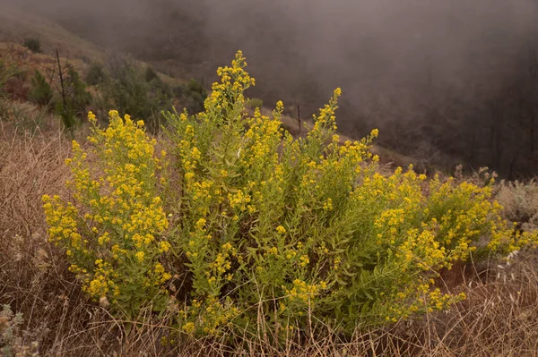 Flora Van Gran Canaria Dittrichia Viscosa Valse Geelkop Natuurlijke Bloemenachtergrond — Stockfoto
