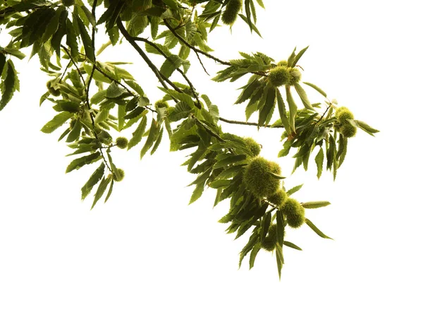 Flora Von Gran Canaria Castanea Sativa Die Edelkastanie Eingeschleppte Arten — Stockfoto