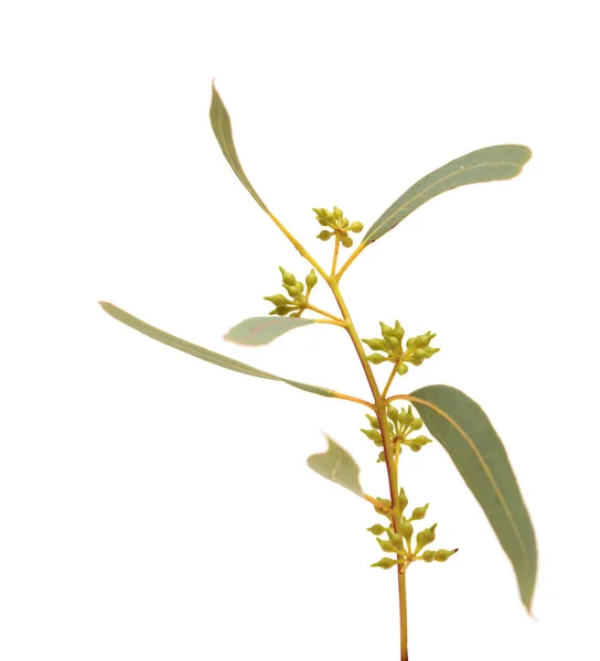 Flora Van Gran Canaria Eucalyptus Camaldulensis Geïntroduceerde Soort Geïsoleerd Witte — Stockfoto