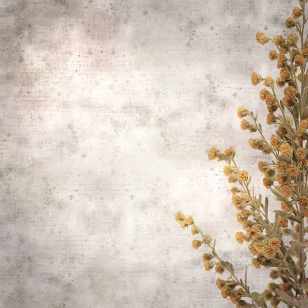 Elegant Texturerat Gammalt Papper Fyrkantig Bakgrund Med Artemisia Thuscula Malört — Stockfoto