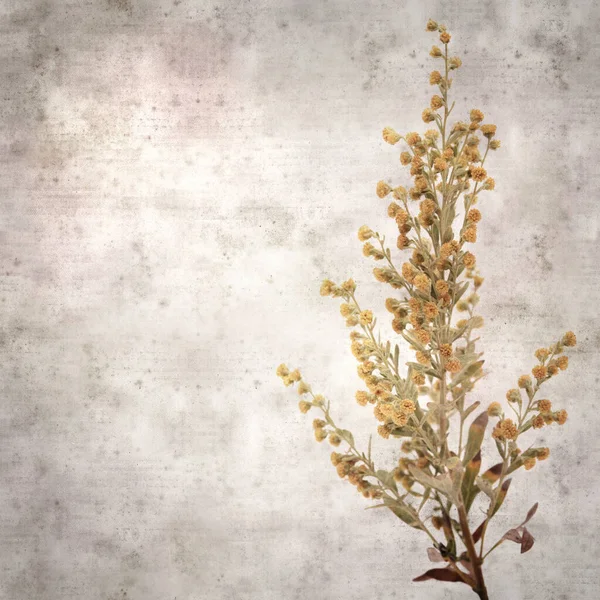 Stylish Textured Old Paper Square Background Artemisia Thuscula Wormwood Endemic — Stock Photo, Image