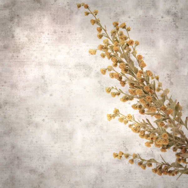 Stylové Texturované Staré Papírové Čtvercové Pozadí Artemisia Thuscula Červí Dřevo — Stock fotografie