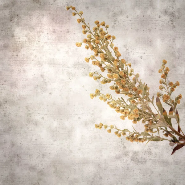 Stylové Texturované Staré Papírové Čtvercové Pozadí Artemisia Thuscula Červí Dřevo — Stock fotografie