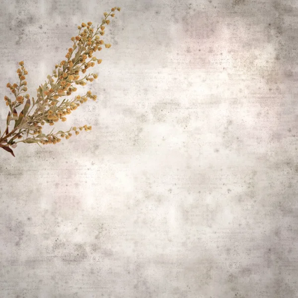 加那利群岛特有的蠕虫木Artemisia Thuscula的风格质感古旧的纸正方形背景 — 图库照片