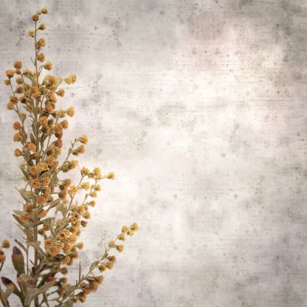 Elegant Texturerat Gammalt Papper Fyrkantig Bakgrund Med Artemisia Thuscula Malört — Stockfoto