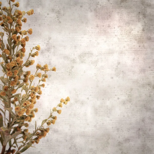 Stylish Textured Old Paper Square Background Artemisia Thuscula Wormwood Endemic — Stock Photo, Image