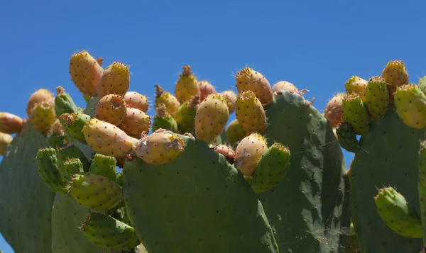 Opuntia vruchten — Stockfoto