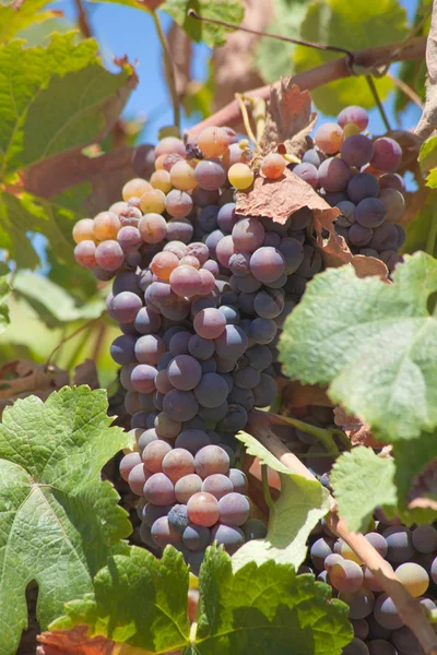 Uvas em amadurecimento — Fotografia de Stock