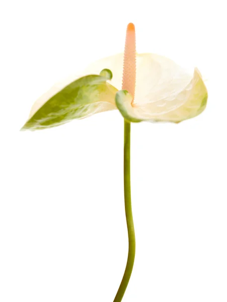 Anthurium blanco y verde —  Fotos de Stock