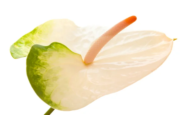 Anthurium blanc et vert — Photo