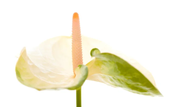 Anturium biały i zielony — Zdjęcie stockowe