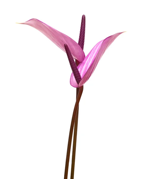 Anthurium violet — Photo
