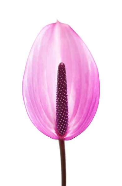 Anthurium púrpura — Foto de Stock