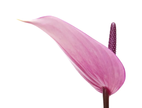 Anthurium púrpura —  Fotos de Stock