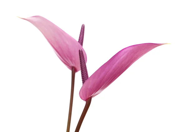 Anthurium violet — Photo