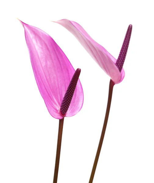Anthurium violet — Photo