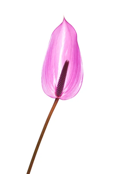 Mor anthurium — Stok fotoğraf