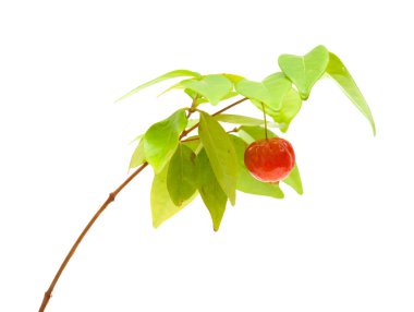 Eugenia uniflora meyve