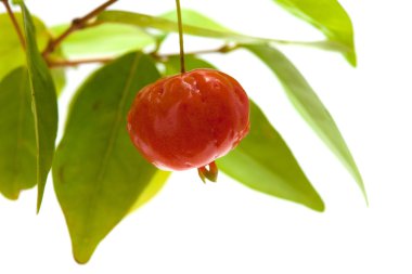 Eugenia uniflora meyve