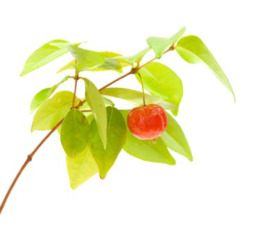 Eugenia uniflora meyve