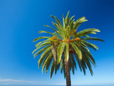 Phoenix canariensis
