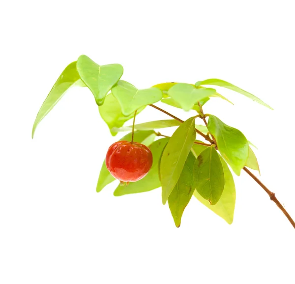 아쿠아 풀 열매 — 스톡 사진