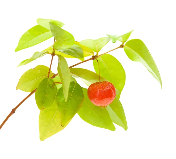 Eugenia uniflora frukt — Stockfoto