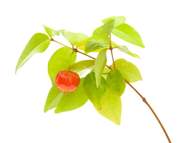 Eugenia uniflora frukt — Stockfoto