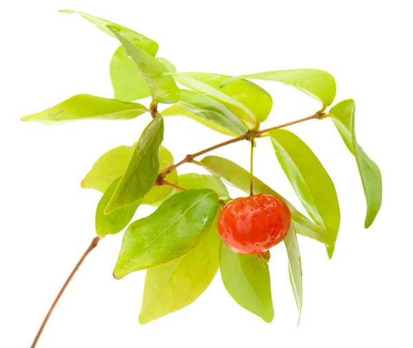 아쿠아 풀 열매 — 스톡 사진