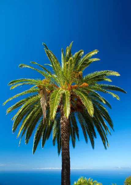 Phoenix canariensis — Stok fotoğraf