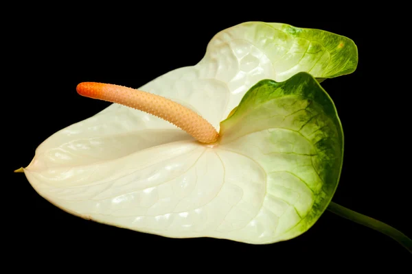 Anthurium blanc et vert — Photo