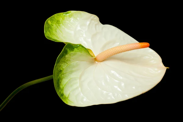 Yeşil ve beyaz antoryum — Stok fotoğraf