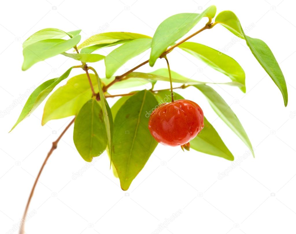 Eugenia uniflora fruit
