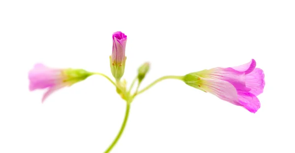 カタバミ木のピンクの花 — ストック写真