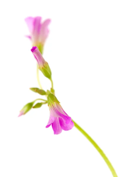 Розовые цветы Oxalis corymbosa — стоковое фото
