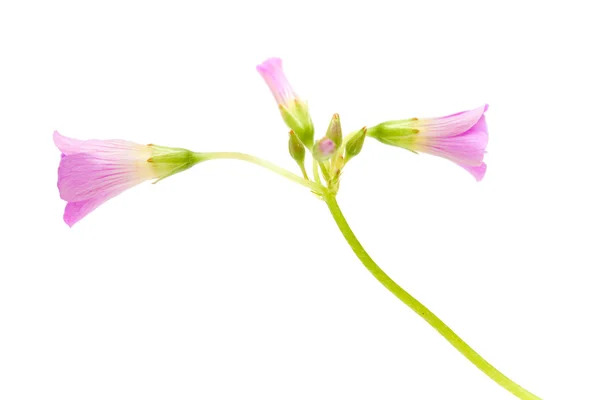 Flores cor de rosa de Oxalis corymbosa — Fotografia de Stock