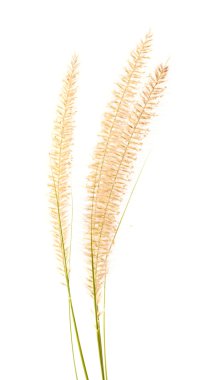 çiçekli köpek kuyruğu otu