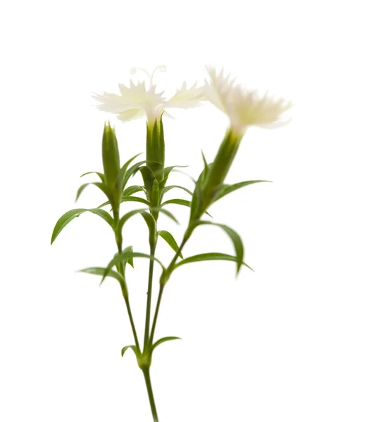 Dianthus 나무 — 스톡 사진