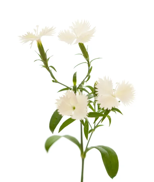 Dianthus chinensis — Stock Photo, Image
