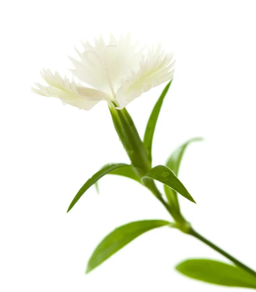 Dianthus chinensis — Stockfoto