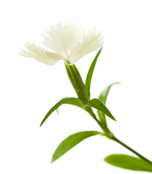 Dianthus chinensis — Stock Photo, Image